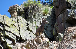 visiting rocky mountain national park would be number three on our things to do in the Estes Park. 