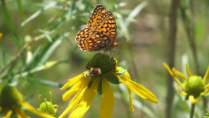 Fort Collins butterfly