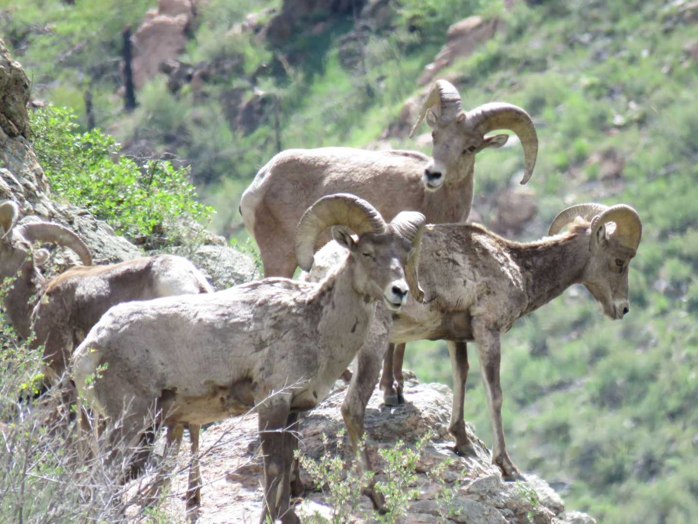 Cache La Poudre Whitewater rafting offers the chance to see bighorn sheep